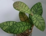 Хоя (Hoya finlaysonii)