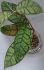 Хоя (Hoya finlaysonii)