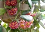 Хоя (Hoya Gracilis)