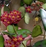 Хоя (Hoya Gracilis)