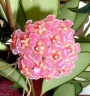 Хоя (Hoya Gracilis)