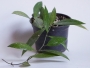 Хоя (Hoya Gracilis)