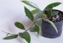 Хоя (Hoya Gracilis)