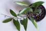 Хоя (Hoya Gracilis)