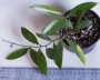 Хоя (Hoya Gracilis)
