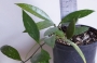 Хоя (Hoya Gracilis)