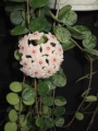 Хоя (Hoya Mathilde)
