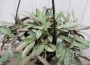 Хоя (Hoya sigitallis)