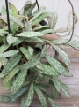 Хоя (Hoya sigitallis)
