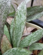 Хоя (Hoya sigitallis)