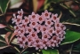 Хоя карноза вариегата (Hoya carnosa variegated krimson queen, krimson princess)