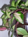Хоя карноза вариегата (Hoya carnosa variegated krimson queen, krimson princess)