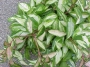 Хоя карноза вариегата (Hoya carnosa variegated krimson queen, krimson princess)