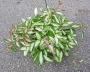 Хоя карноза вариегата (Hoya carnosa variegated krimson queen, krimson princess)