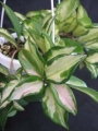 Хоя карноза вариегата (Hoya carnosa variegated krimson queen, krimson princess)