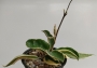 Хоя карноза вариегата (Hoya carnosa variegated krimson queen, krimson princess)