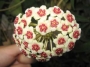 Хоя кери вариегата (Hoya kerrii variegata)