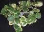 Хоя кери вариегата (Hoya kerrii variegata)