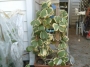 Хоя кери вариегата (Hoya kerrii variegata)