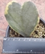 Хоя кери вариегата листо (Hoya kerrii variegata leave)