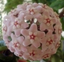 Хоя компакта (Hoya carnosa compacta)