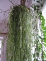 Хоя линеарис (Hoya linearis)
