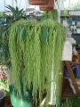 Хоя линеарис (Hoya linearis)