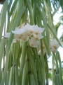 Хоя линеарис (Hoya linearis)