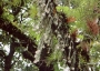 Хоя линеарис (Hoya linearis)