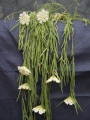 Хоя линеарис (Hoya linearis)