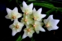 Хоя линеарис (Hoya linearis)