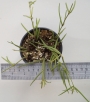 Хоя линеарис (Hoya linearis)