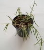 Хоя линеарис (Hoya linearis)