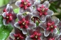 Хоя пубикаликс (Hoya pubicalyx Red Buttons)