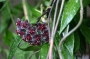 Хоя пубикаликс (Hoya pubicalyx Red Buttons)