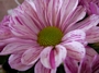 Хризантема (Chrysanthemum)