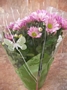 Хризантема (Chrysanthemum)