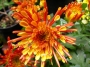 Хризантема (Chrysanthemum)