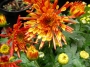 Хризантема (Chrysanthemum)