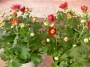 Хризантема (Chrysanthemum)