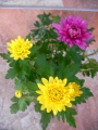 Хризантема микс разсад (Chrysanthemum)