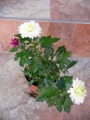 Хризантема (Chrysanthemum)