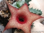Хуерния (Huernia clavigera)