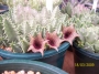 Хуерния (Huernia clavigera)