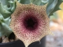 Хуерния (Huernia clavigera)
