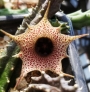 Хуерния (Huernia clavigera)