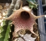 Хуерния (Huernia clavigera)