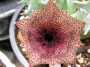 асклепиеви устрелови стапелиеви asclepiadaceae