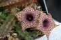Хуерния (Huernia Hislopii)
