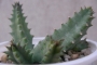 Хуерния (Huernia loeseneriana, Huernia loeseriana)
